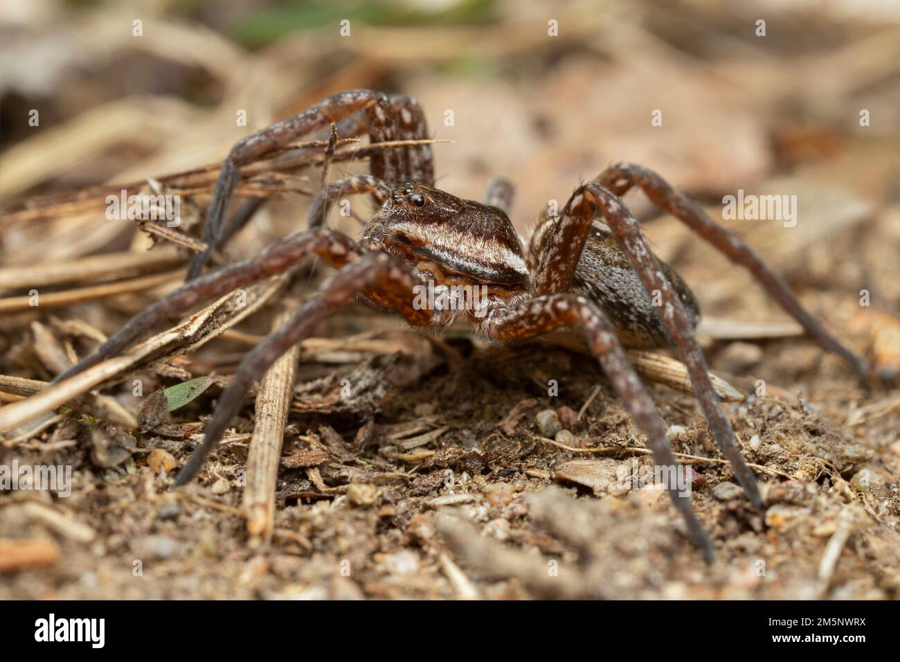 Grey Raft Spiders Young raft spider dolomedes hi-res stock photography and images - Alamy
