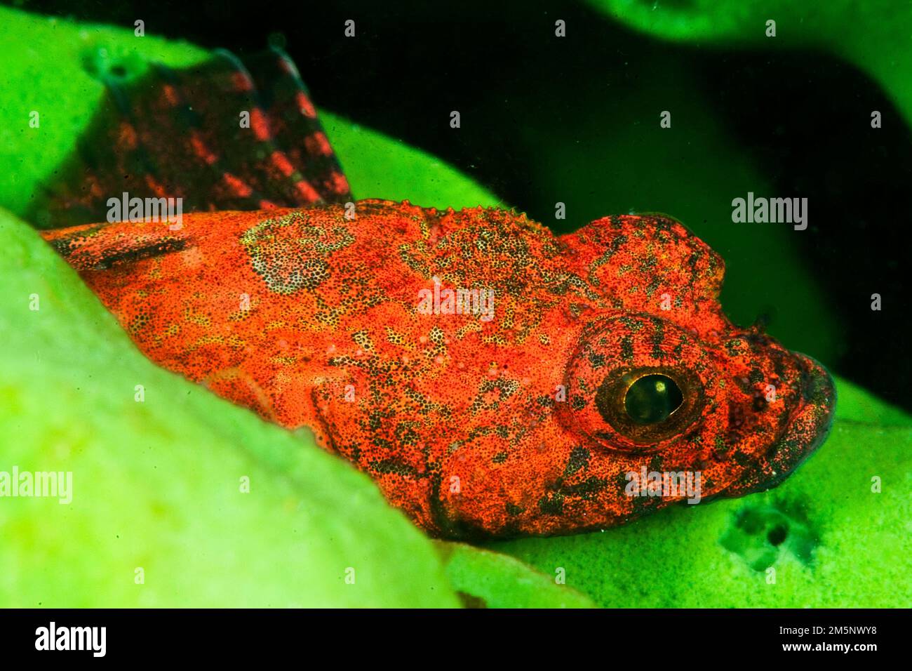 Sculpin on a fresh water sponge, Lake Baikal (Procottus jeittelesii), Siberia, Russia Stock Photo