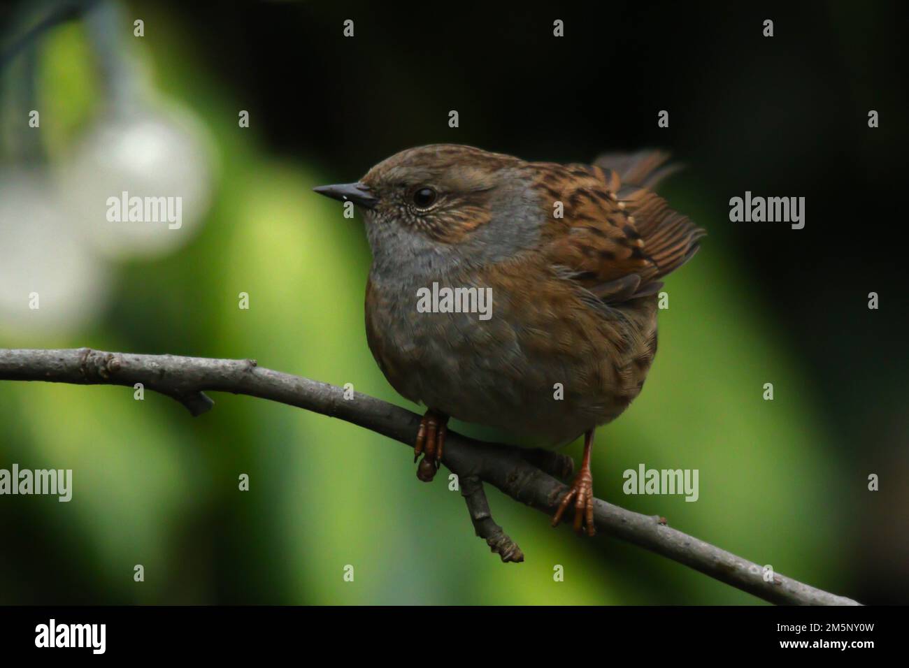 Dunnock (Prunella modularis) on an apple tree branch with garden lights in the background Stock Photo