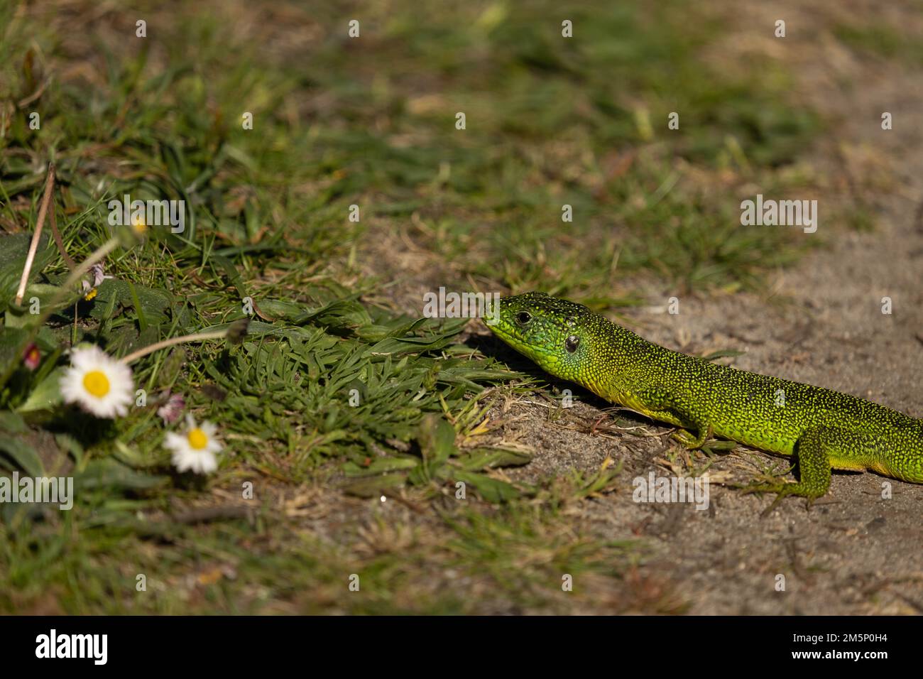 a green lizard walking in grass next to a flower Stock Photo