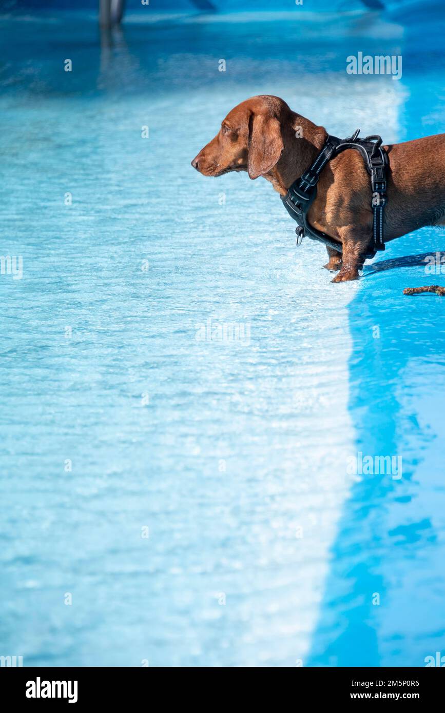 Dachshund pool hotsell