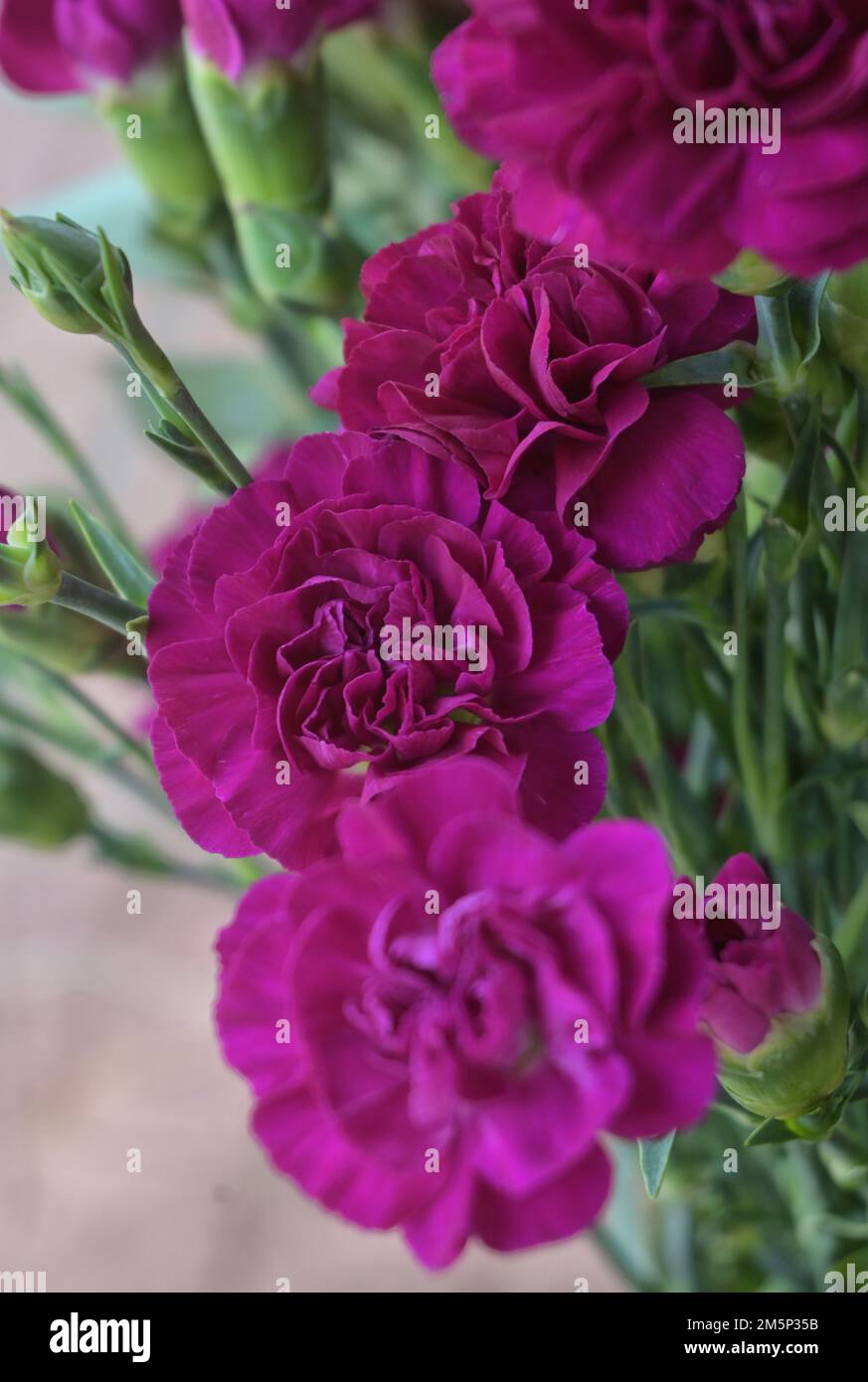 Purple Dianthus Flowers Stock Photo Alamy