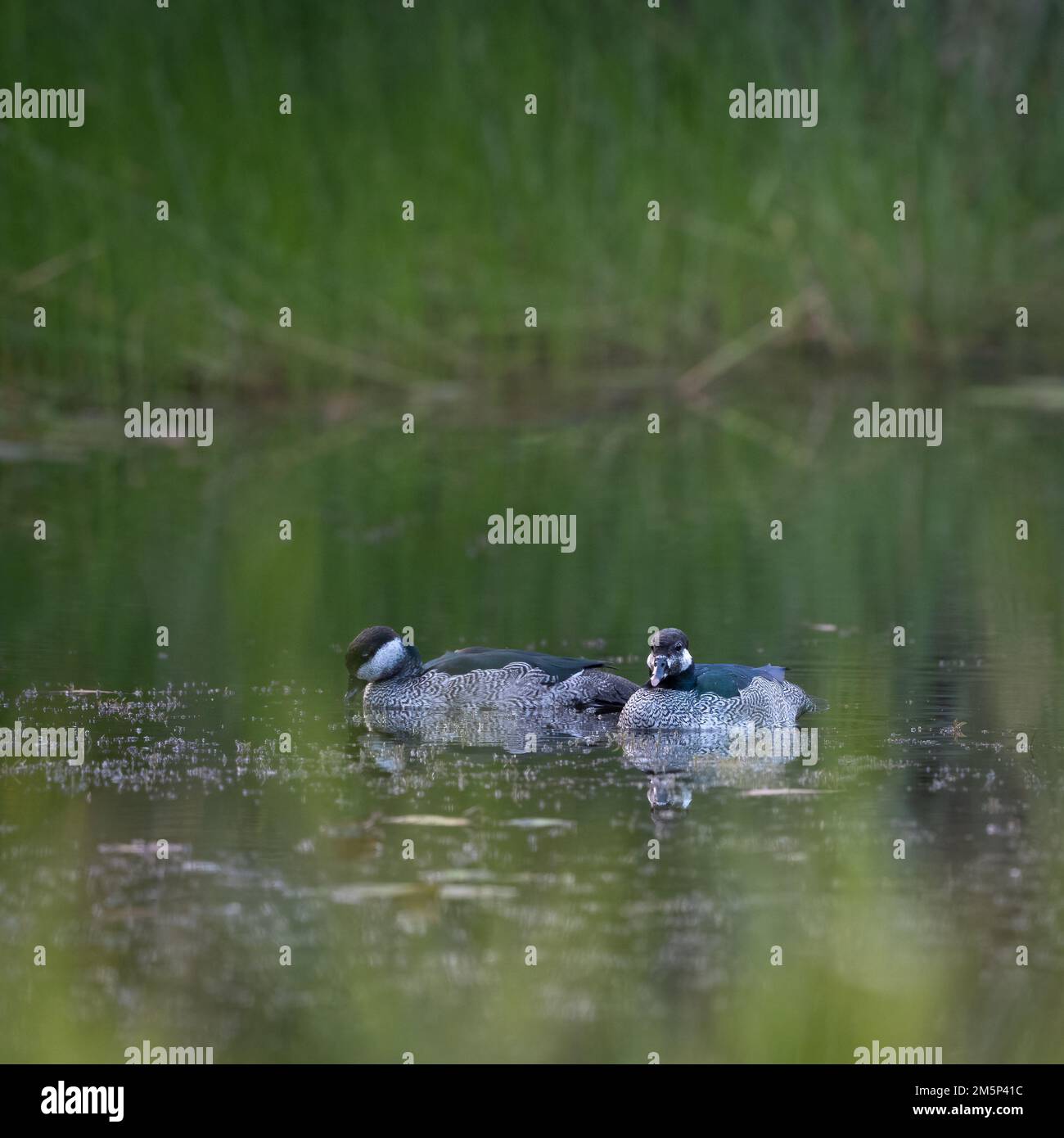 Mated pair of Green Pygmy-goose swimming while foraging for food on a Cattana Wetlands freshwater lake in Cairns, Queensland in Australia. Stock Photo