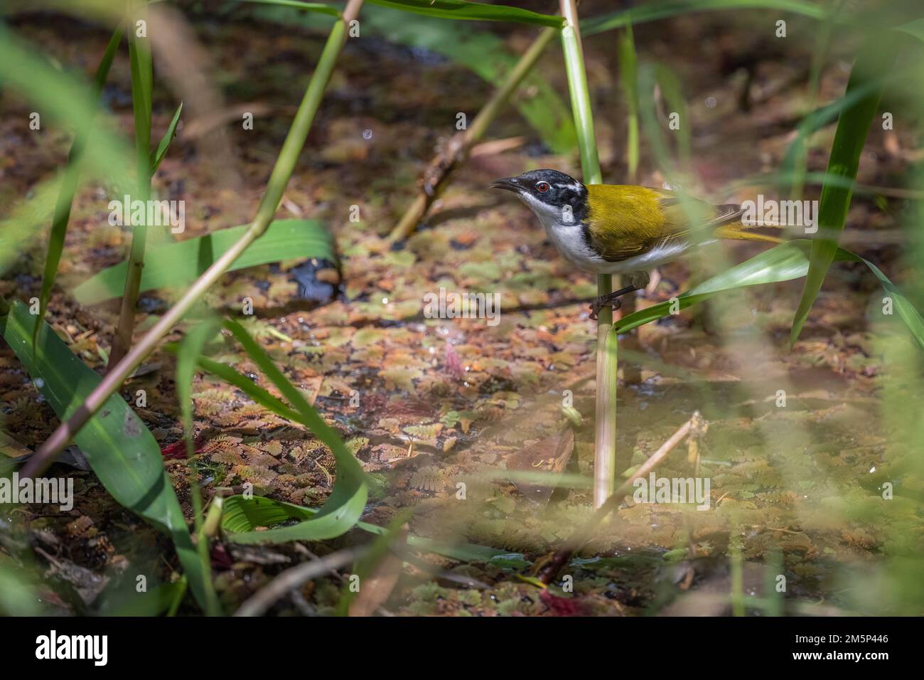 A single White-throated Honeyeater is perched over a small puddle ready to take a drink at Abattoir Swamp near Mount Molloy, Queensland, Australia. Stock Photo