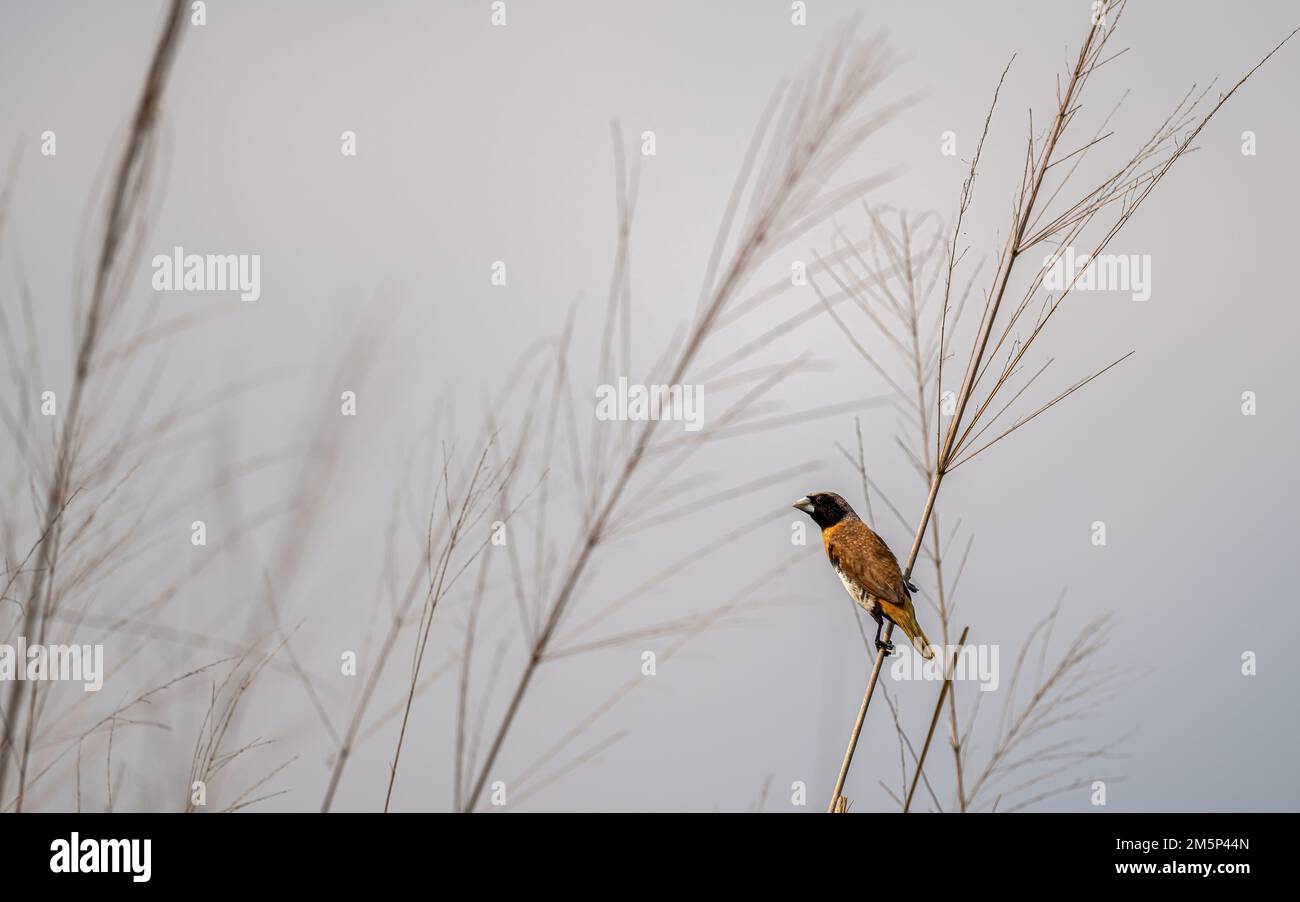 A single Chestnut-breasted Mannikin perched on a grass seed-head in an open field at Cattana Wetlands nature reserve in Cairns, QLD in Australia. Stock Photo