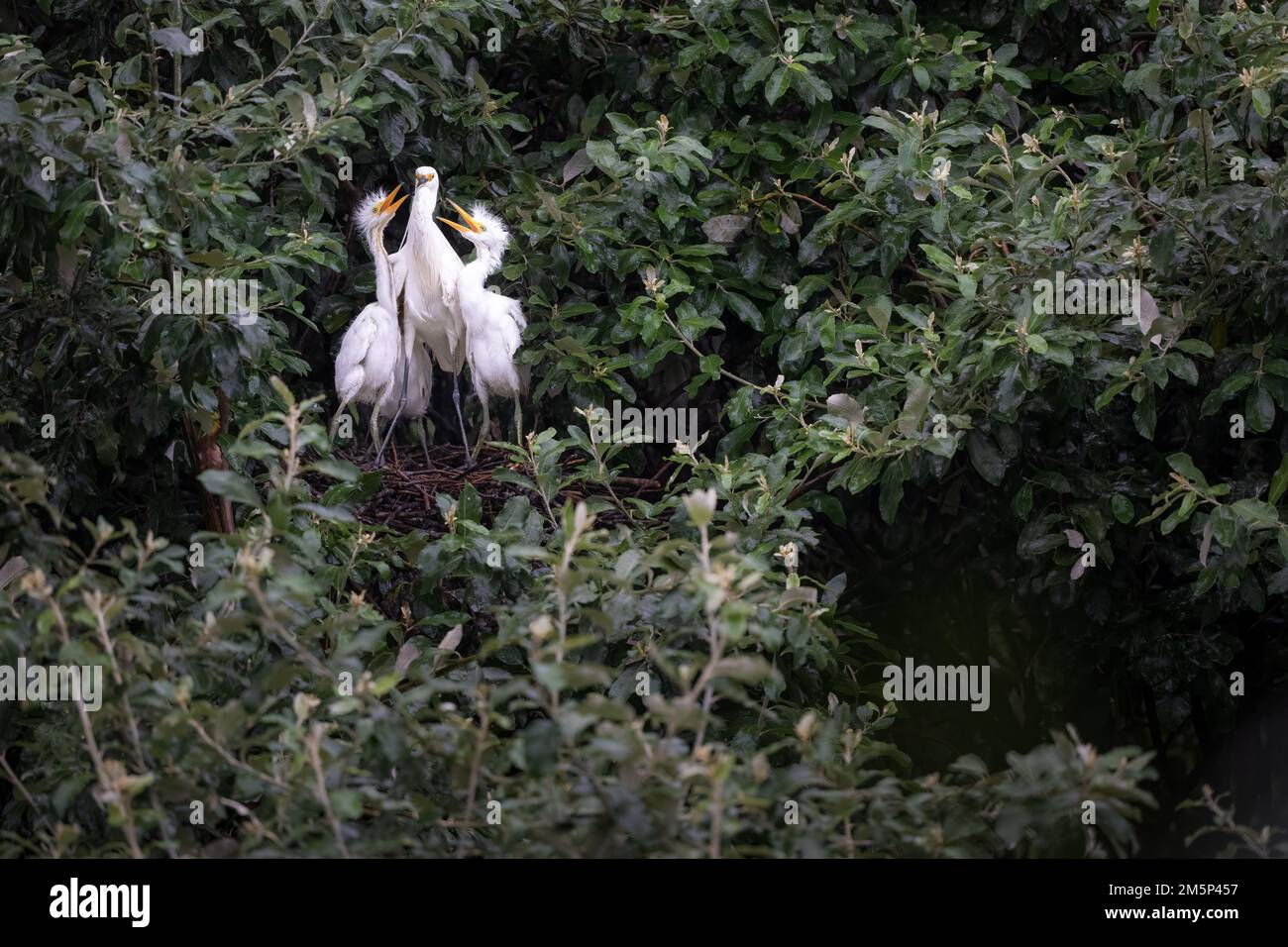 An adult Little Egret is surrounded by three young Egret chicks as she prepares to feed  their hunger at Macintosh Park Surfers Paradise in Australia. Stock Photo