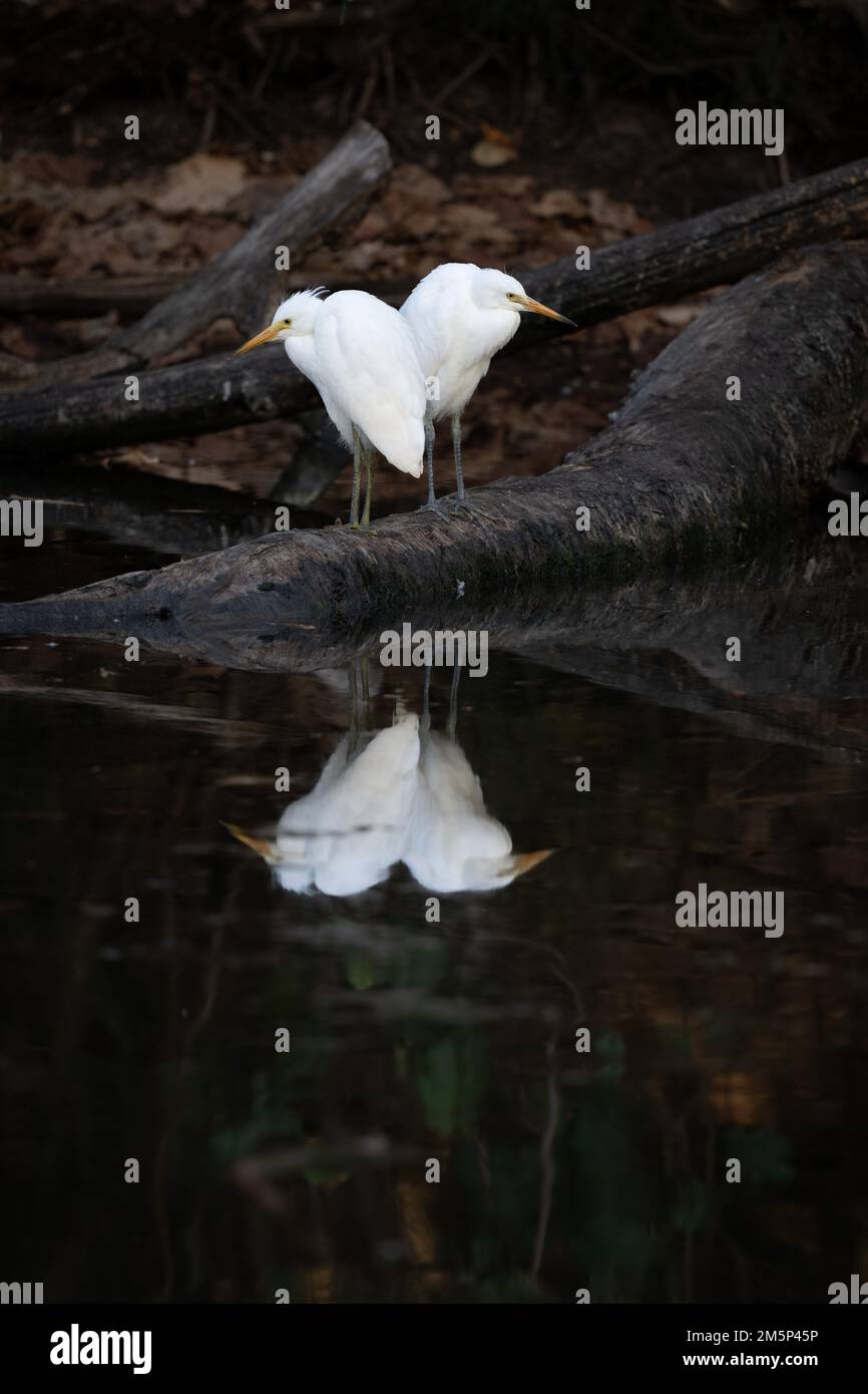 Two, sub-adult Little Egrets search for prey after leaving the nest in a breeding colony at Surfers Paradise in Queensland, Australia. Stock Photo