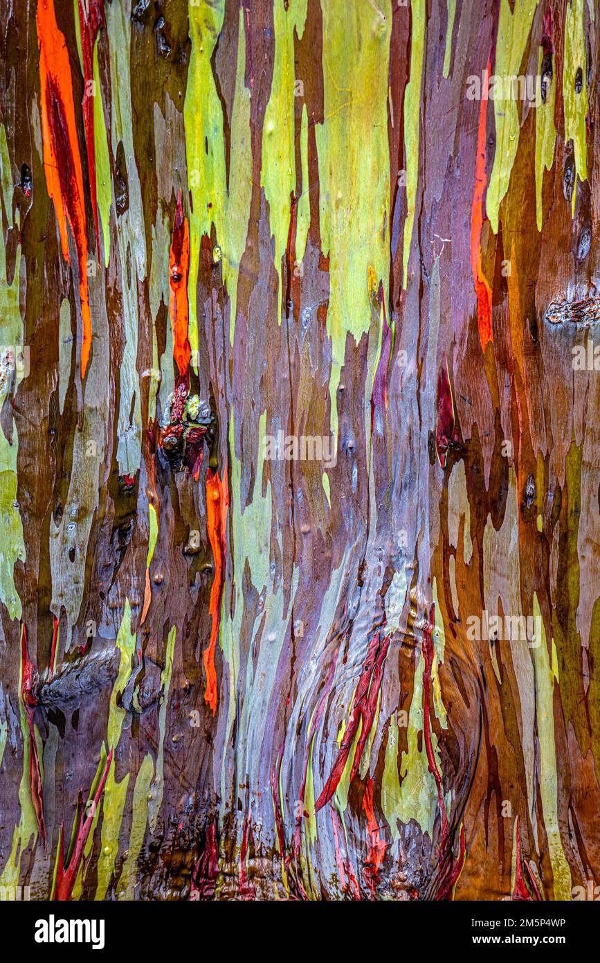 RAINBOW EUCALYPTUS TREE KEAHUA ARBORETUM KAPAA KAUAI HAWAII USA Stock Photo Alamy