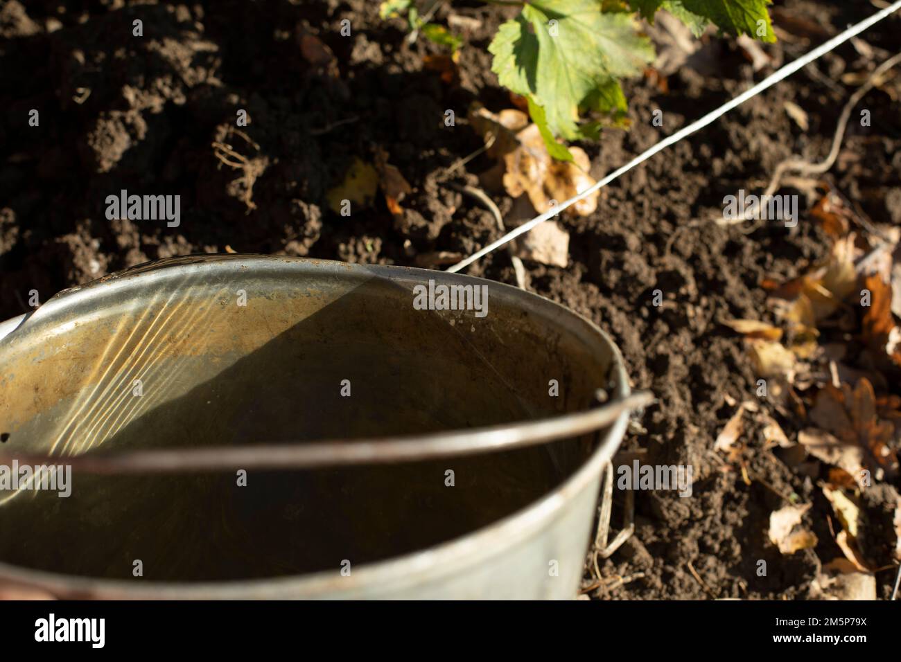 Water in bucket. Steel bucket in garden. Reflection of sun in water for