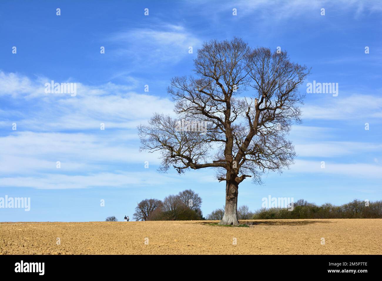 Deciduous winter tree without leaves near Leigh, Kent, UK Stock Photo