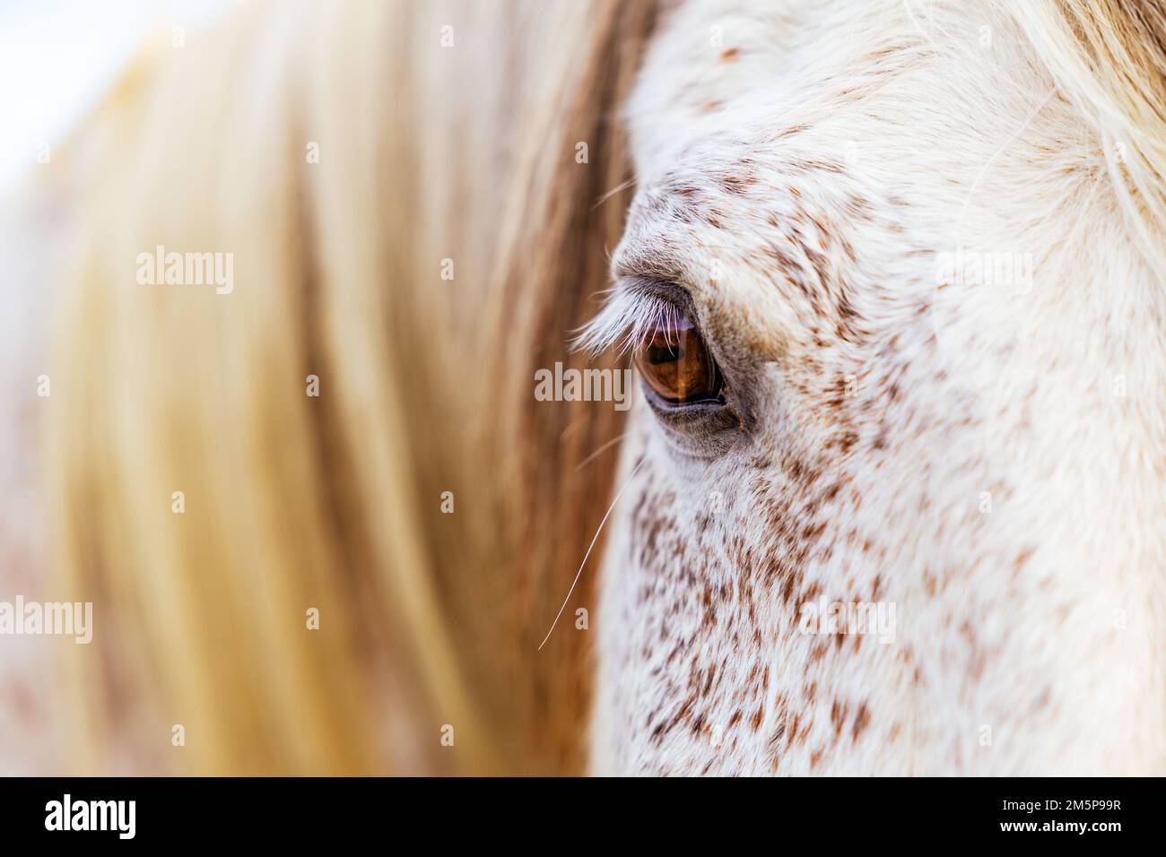 White Lusitano mare, eye details close up, horses eyes and mane. Stock Photo