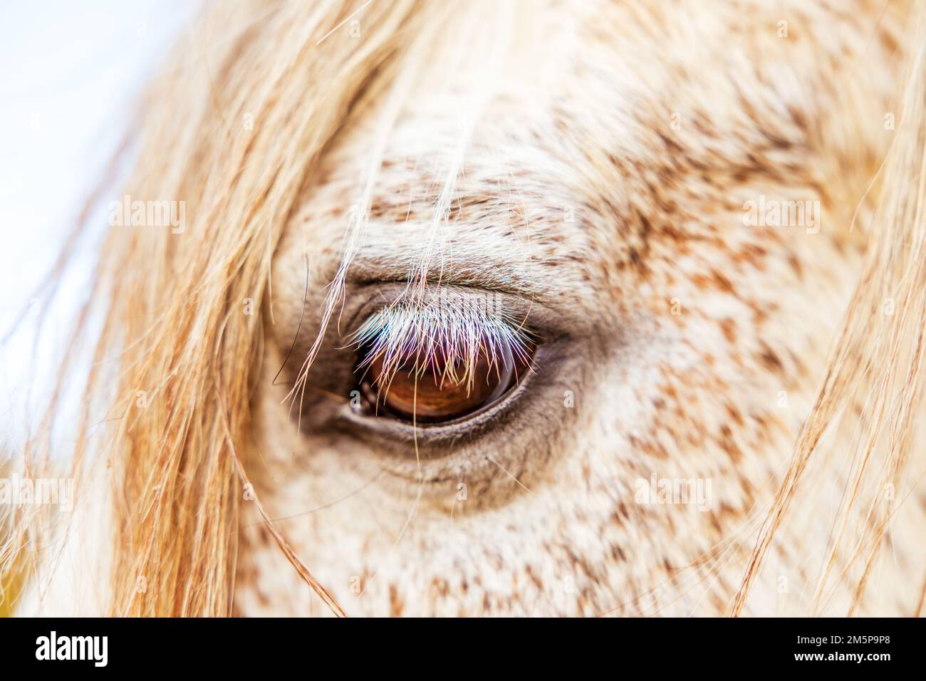 White Lusitano mare, eye details close up, horses eyes and mane. Stock Photo