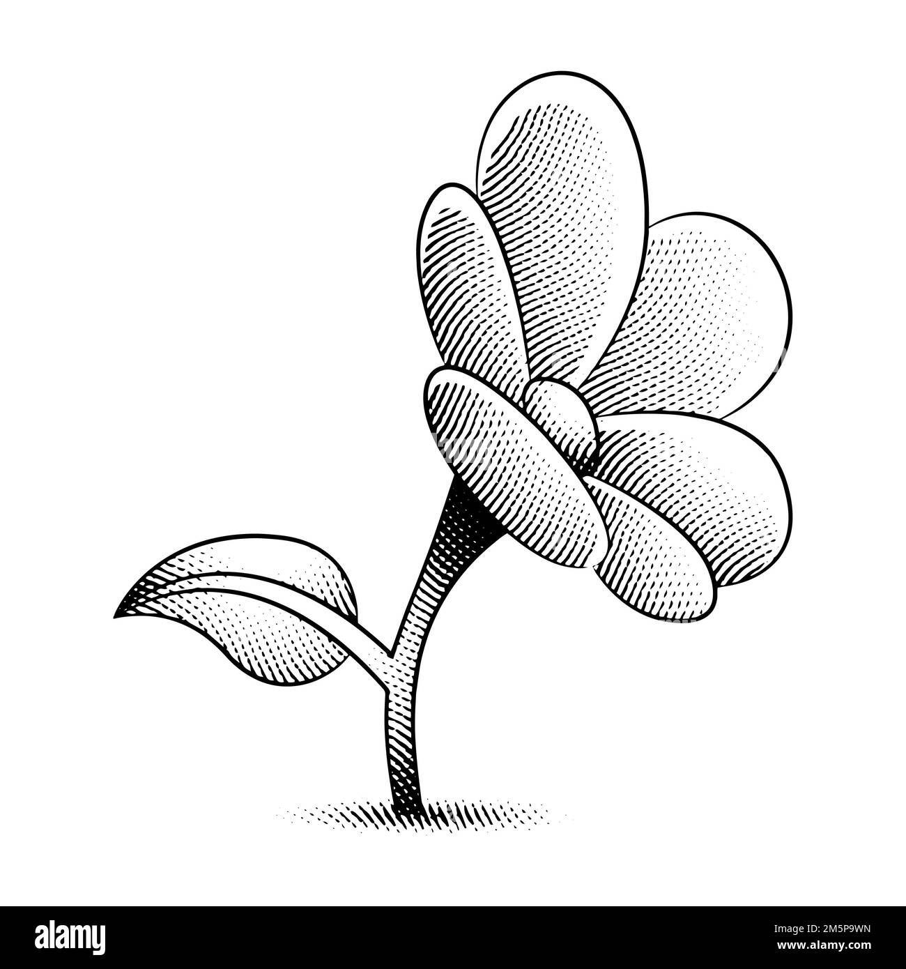 Illustration of Scratchboard Engraved Daisy Flower isolated on a White Background Stock Photo