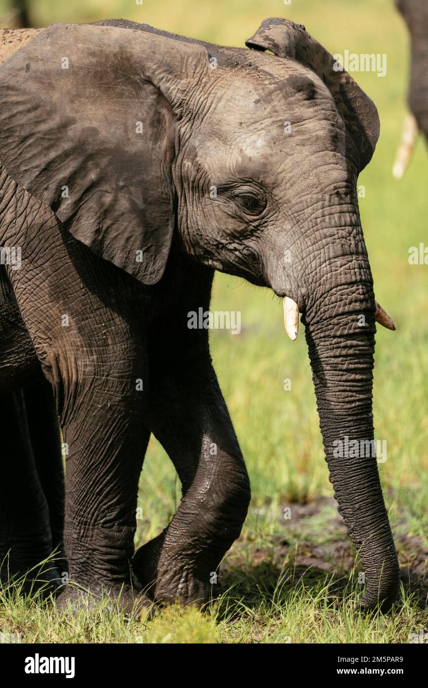 Female African Elephant with her Calf, Timbavati Private Nature Reserve, Kruger National Park, South Africa Stock Photo