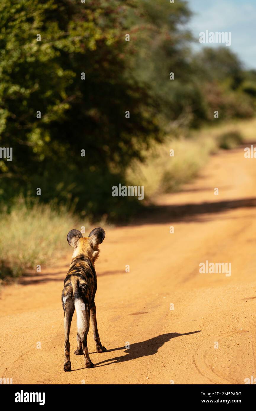 African Wild Dog (Painted Wolf), Timbavati Private Nature Reserve Reserve, Kruger National Park, South Africa Stock Photo