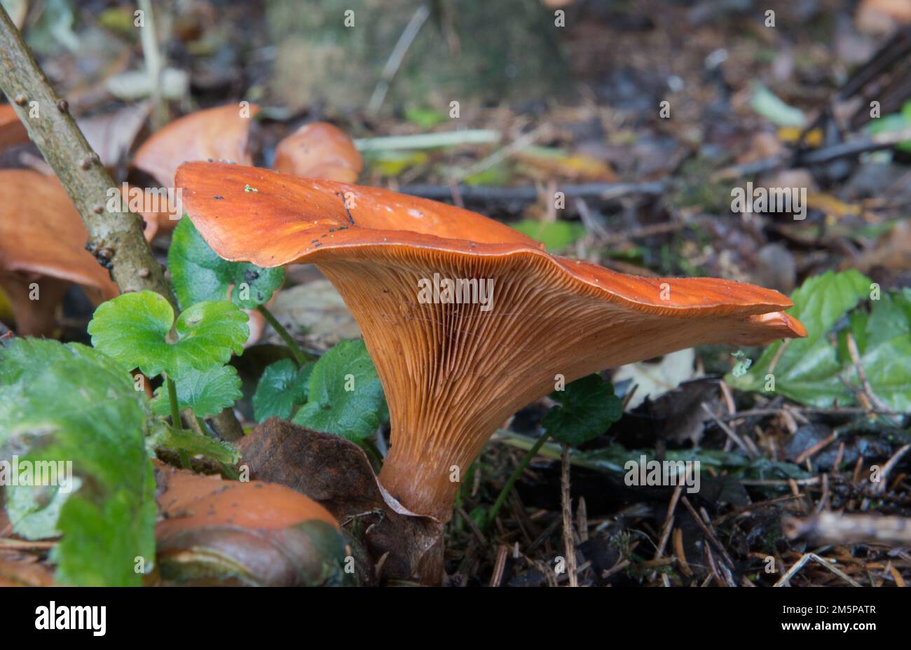 Close-up of a Tawny funnel cap, an orange-brown, funnel shaped mushroom Stock Photo