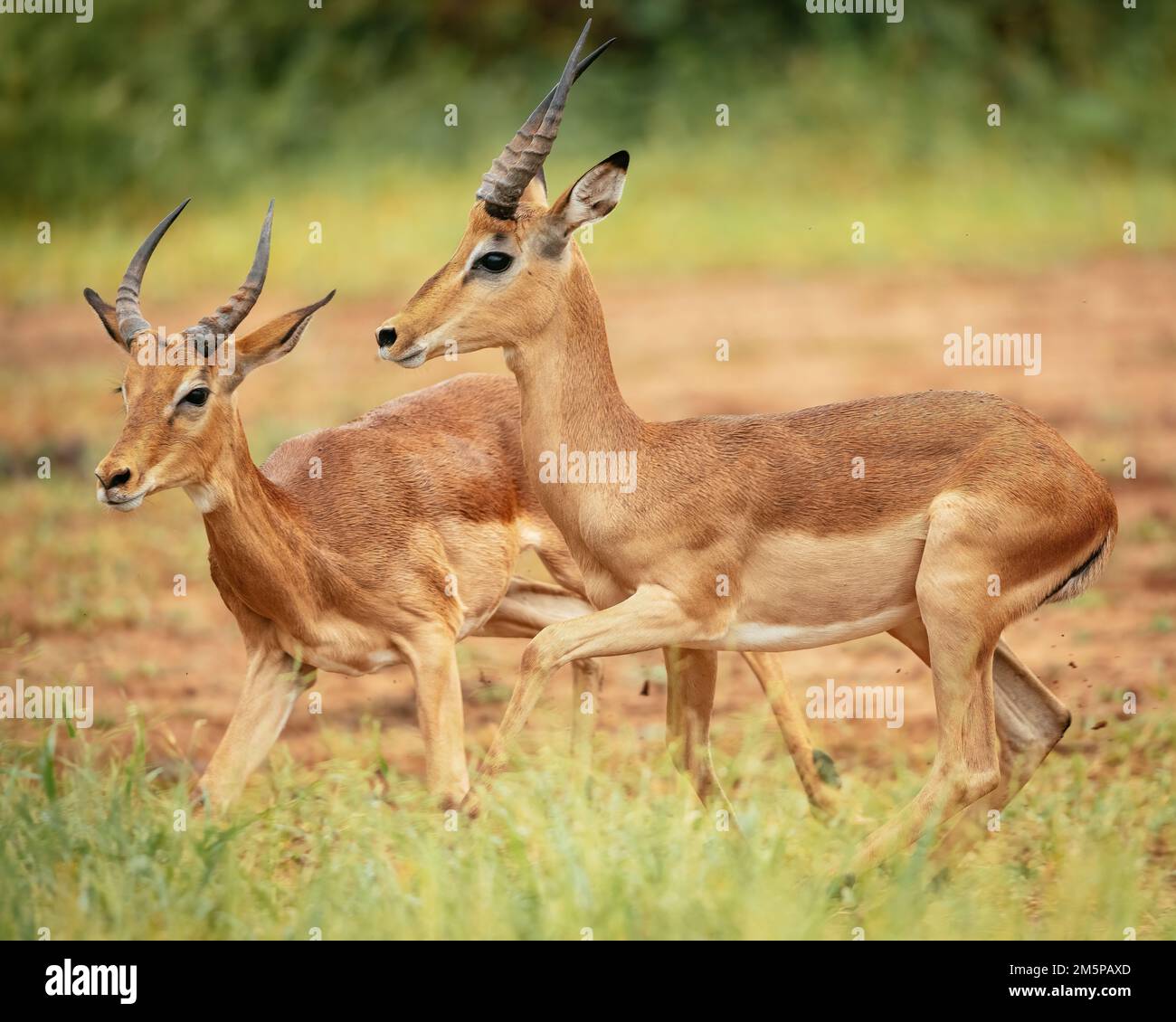 Impalas, Makuleke Contractual Park, Kruger National Park, South Africa Stock Photo