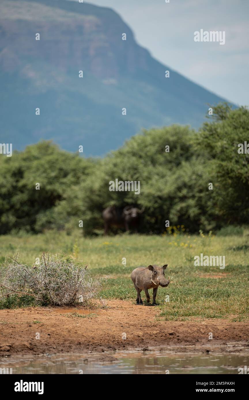 Warthog at Watering Hole, Marataba, Marakele National Park, South Africa Stock Photo