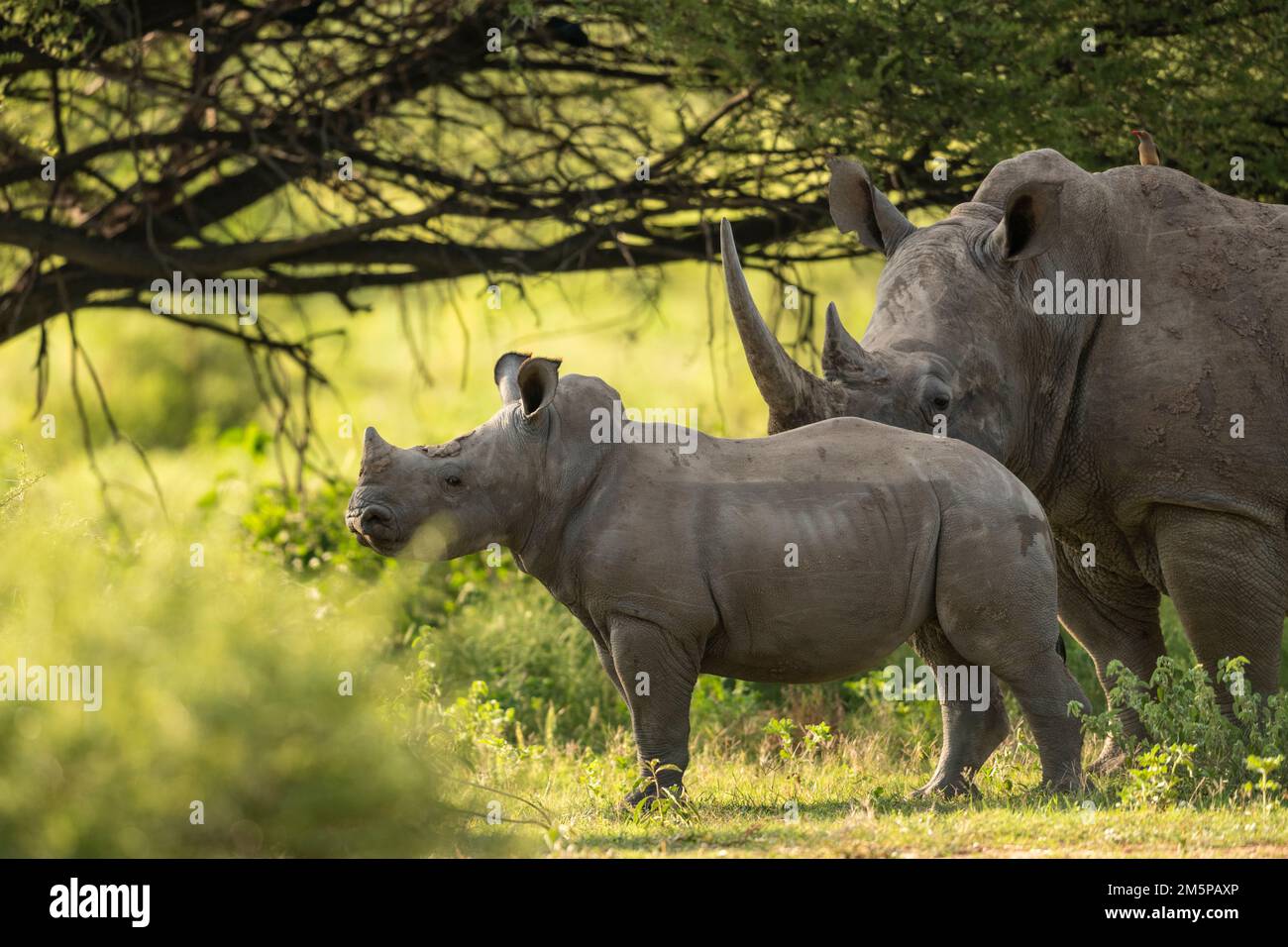 Young White Rhino with Mother, Marataba, Marakele National Park, South Africa Stock Photo
