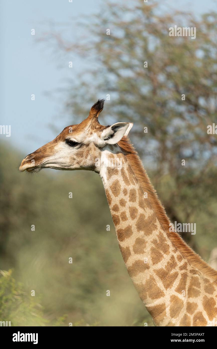 Giraffe, Marataba, Marakele National Park, South Africa Stock Photo