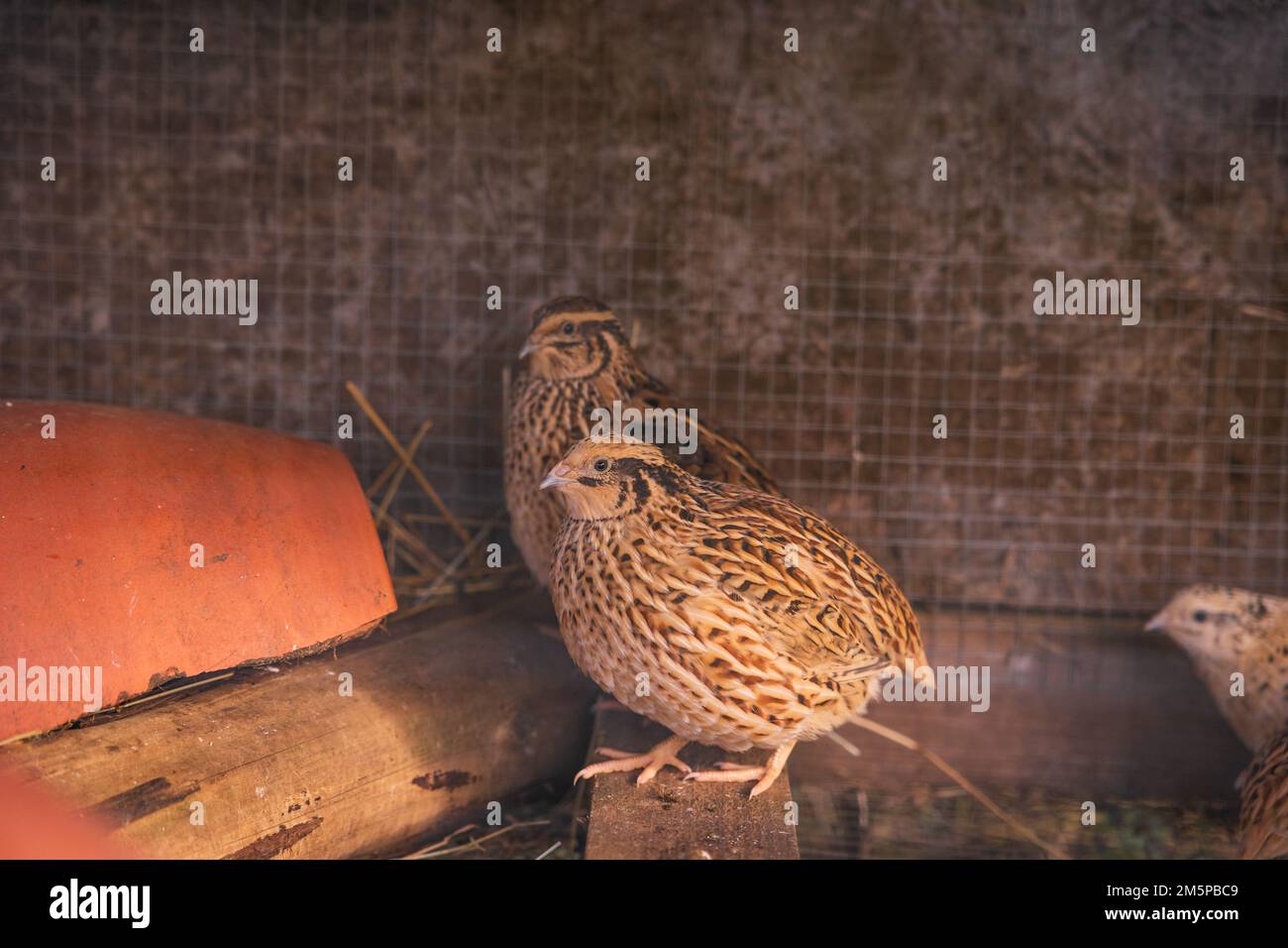 Quails in pen, cute animals used for eggs at farm. Stock Photo