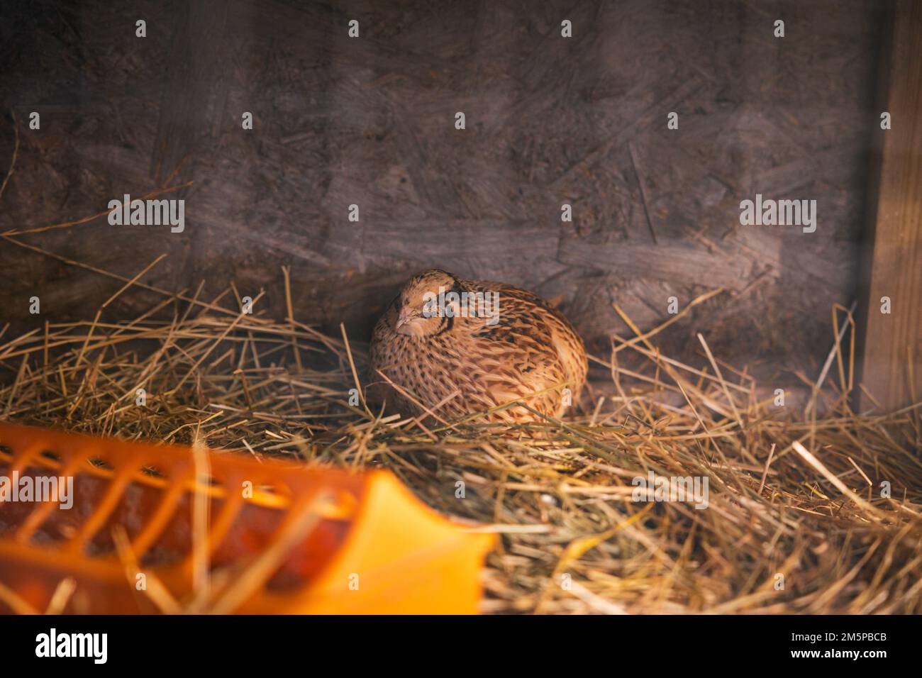 Quails in pen, cute animals used for eggs at farm. Stock Photo