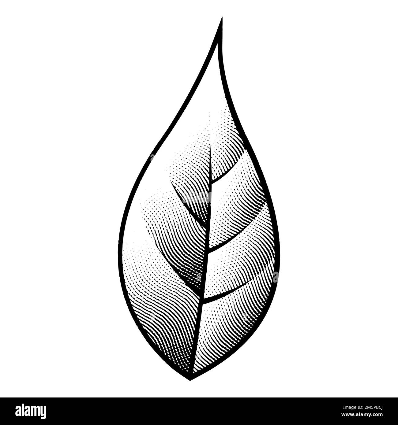Illustration of Scratchboard Engraved Leaf isolated on a White