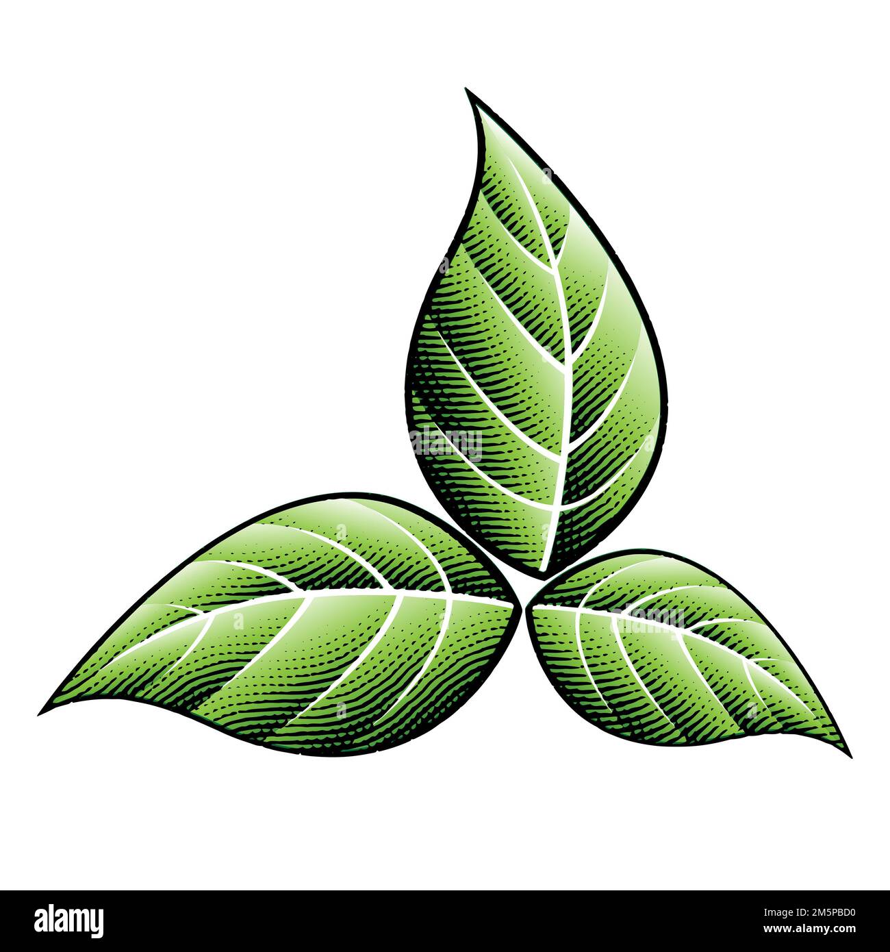 Old tobacco leaves drawing Cut Out Stock Images & Pictures - Alamy