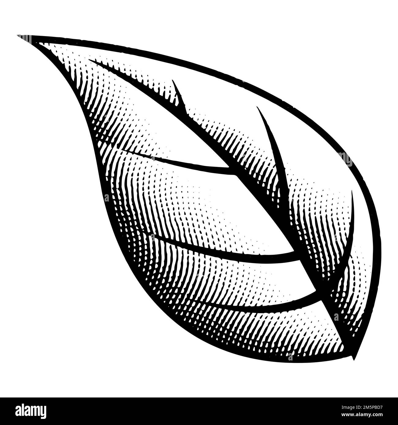 Illustration of Scratchboard Engraved Big Leaf isolated on a White