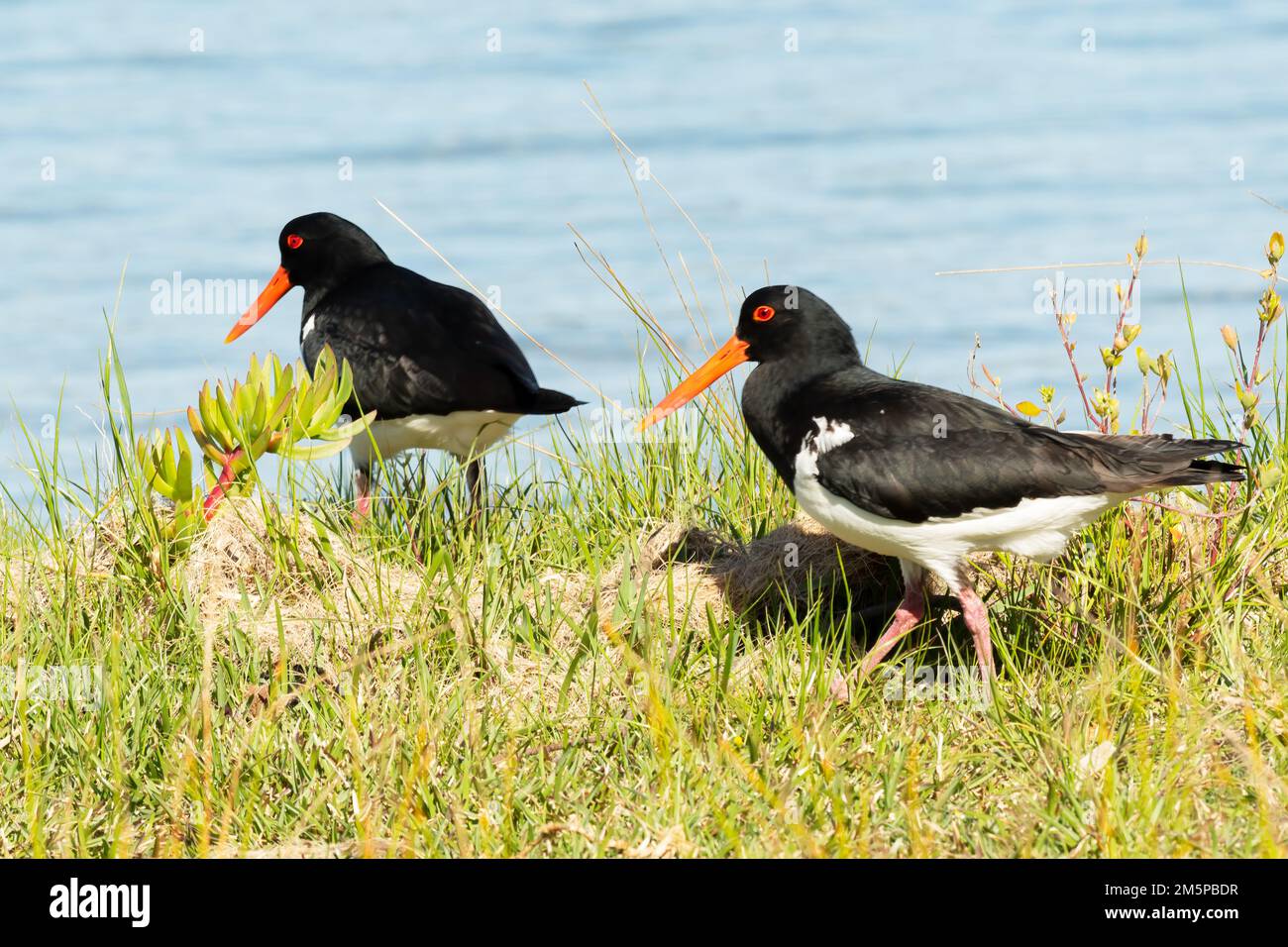 The pied oystercatcher (Haematopus longirostris) is a species of