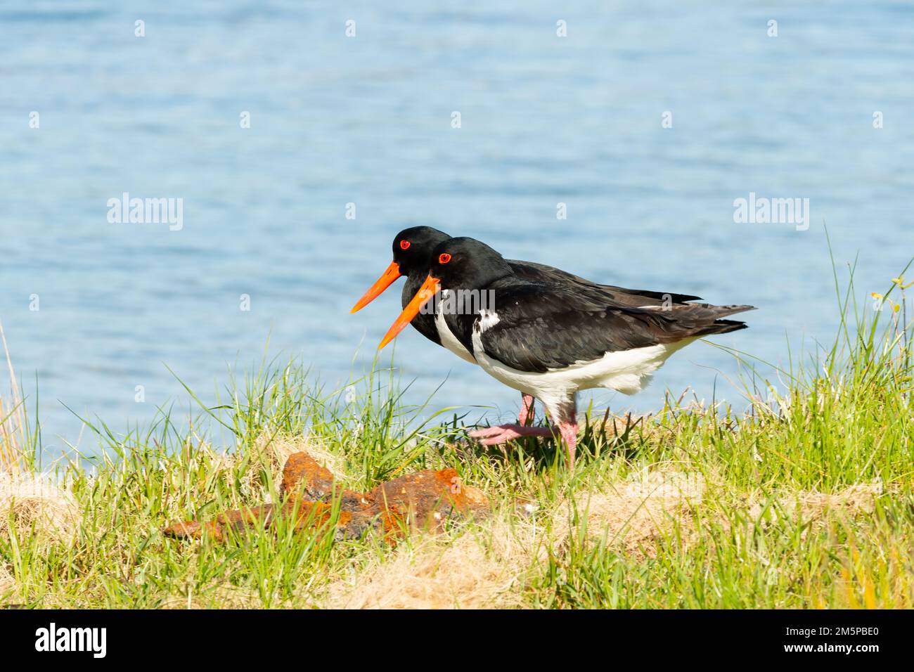 The pied oystercatcher (Haematopus longirostris) is a species of oystercatcher. It is a wading bird native to Australia Stock Photo