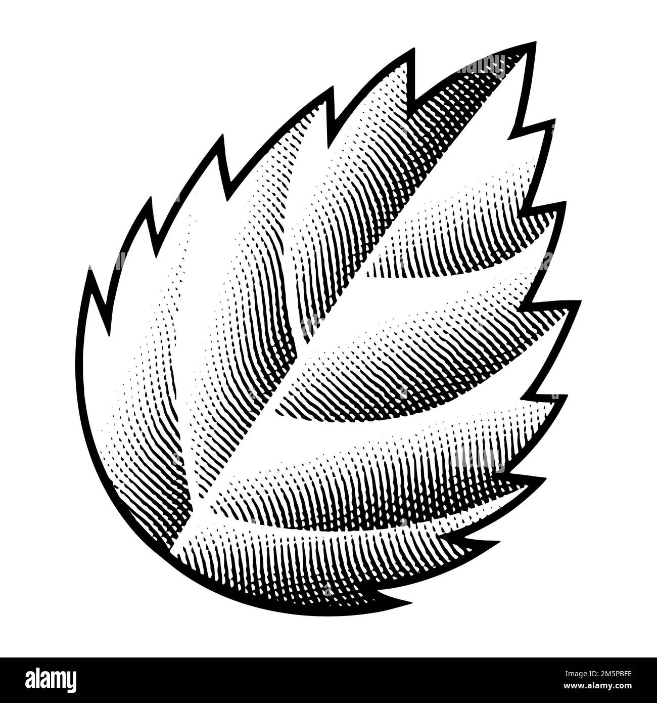 Illustration of Scratchboard Engraved Nettle Leaf isolated on a White