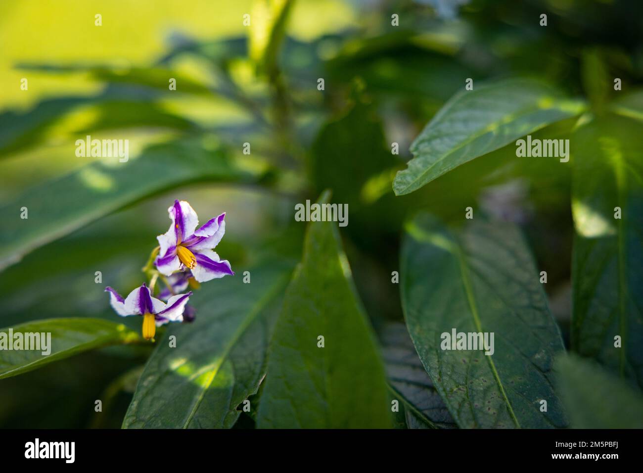 Blossom of Solanum muricatum, outdoors with lots of green leaves. Stock Photo