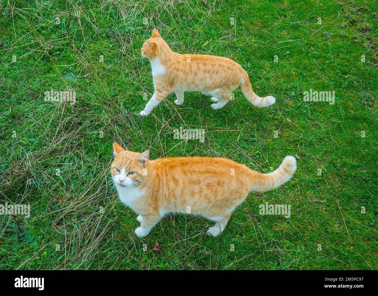 Two tabby and white cats Stock Photo Alamy