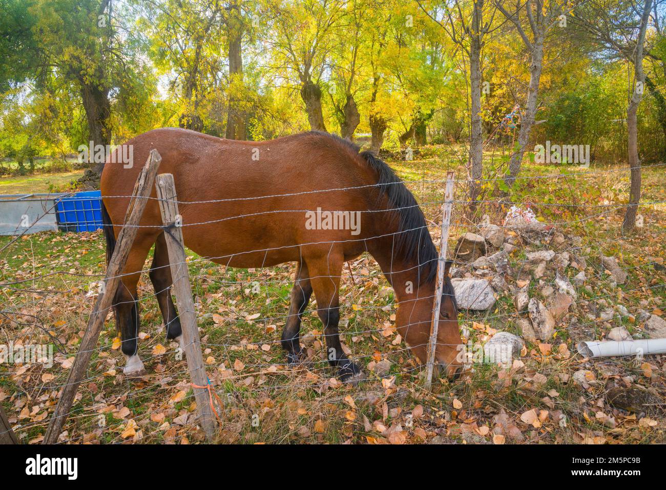 Brown horse in the countryside. Stock Photo