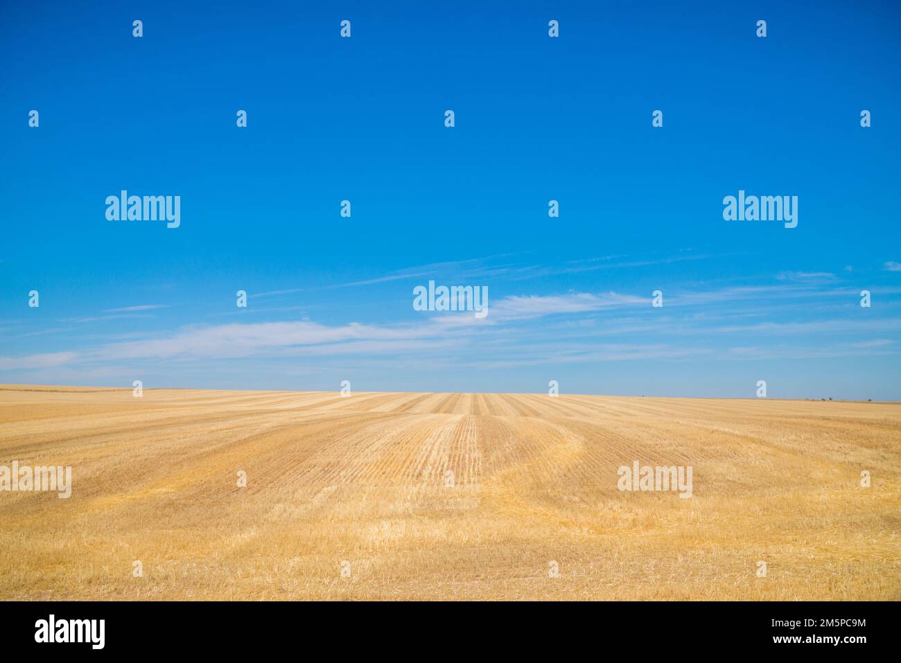 Harvested field. Stock Photo