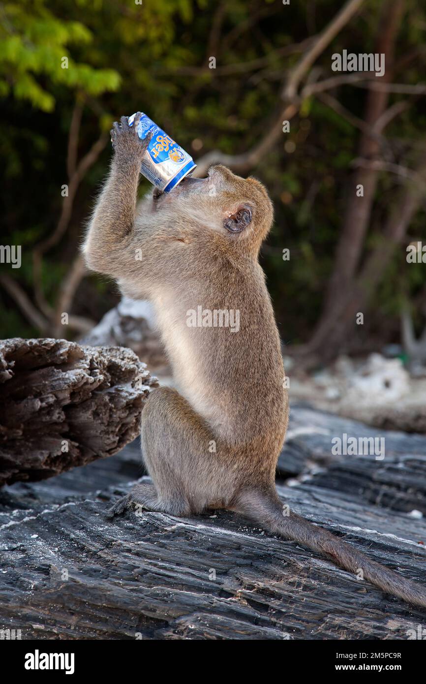 Monkey drinking beer hires stock photography and images Alamy