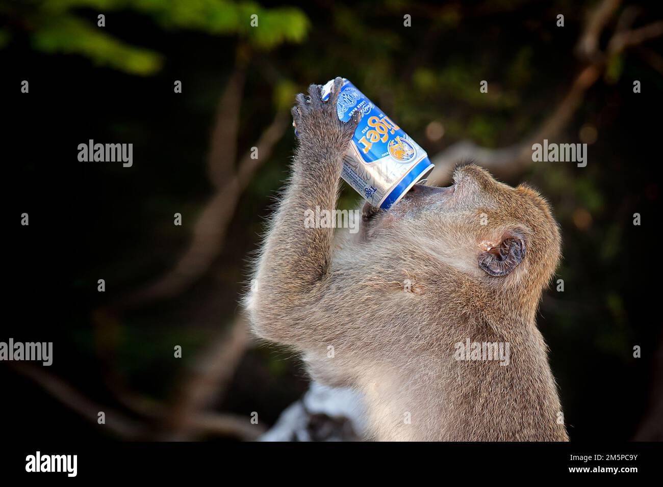 Monkey drinking beer hires stock photography and images Alamy