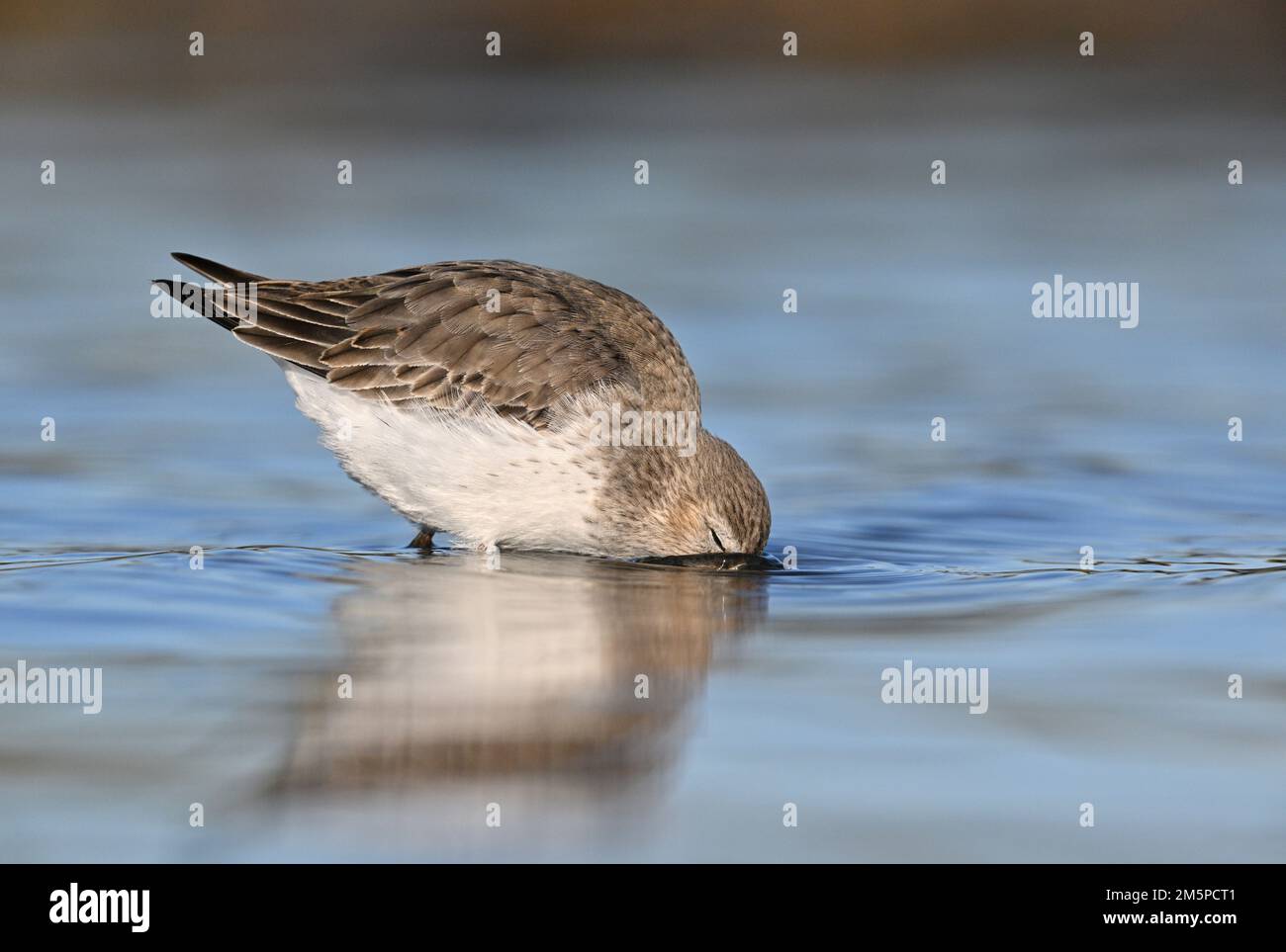 Dunlin feeding hi-res stock photography and images - Alamy