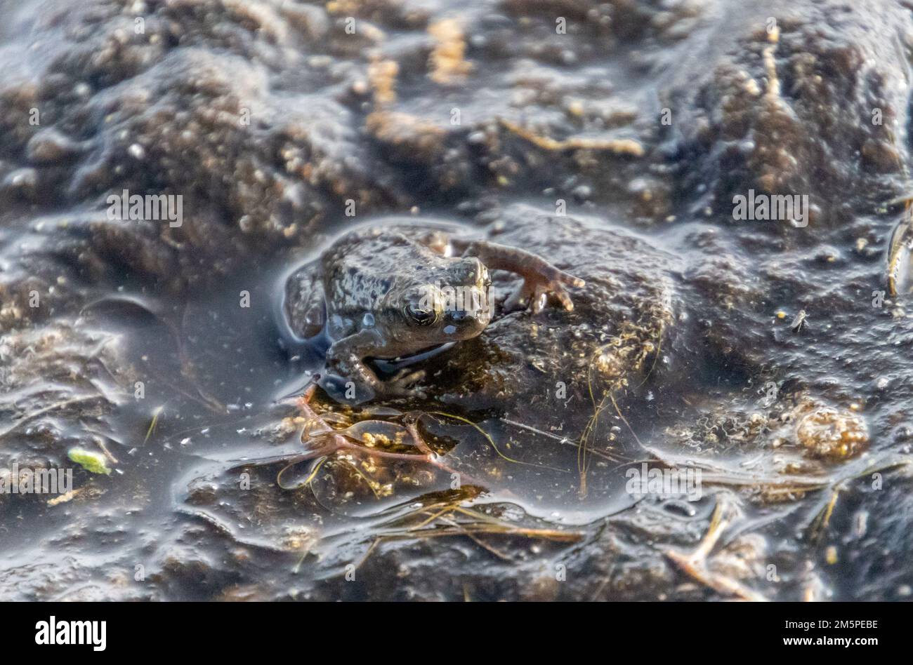 Frog in the waters of El Tatio geyser in the middle of Atacama, the dryest desert of the world Stock Photo