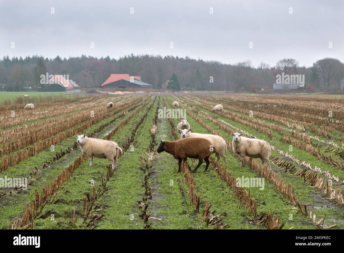 mixed crop and livestock farming