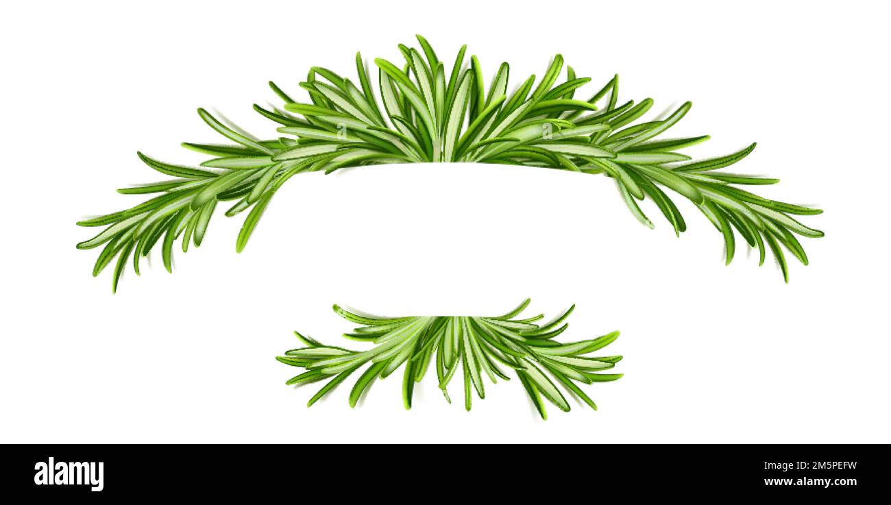 Rosemary banner, frame with green leaves, elegant border of fresh