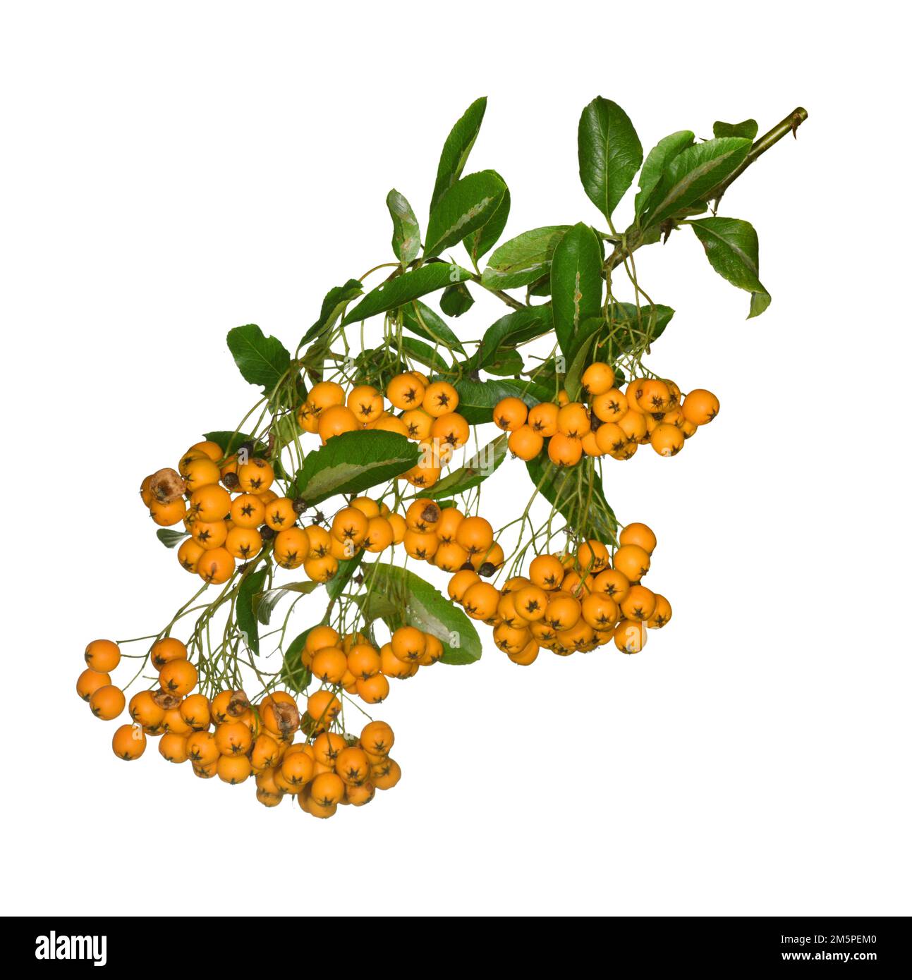 firethorn-pyracantha-coccinea-stock-photo-alamy