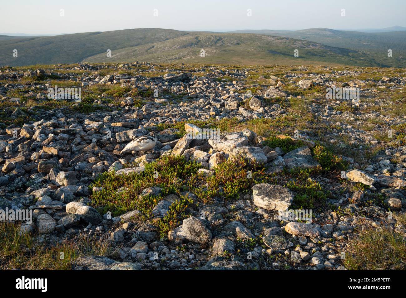 A wide-angle shot of Rock ptarmigan walking and eating in its habitat during a summer morning in Urho Kekkonen National Park, Northern Finland Stock Photo