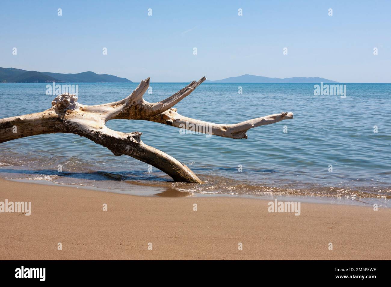 Dead tree lies on the beach at Marina di Alberese in the Parco Regionale della Maremma, Province of Grosseto, Tuscany, Italy Stock Photo