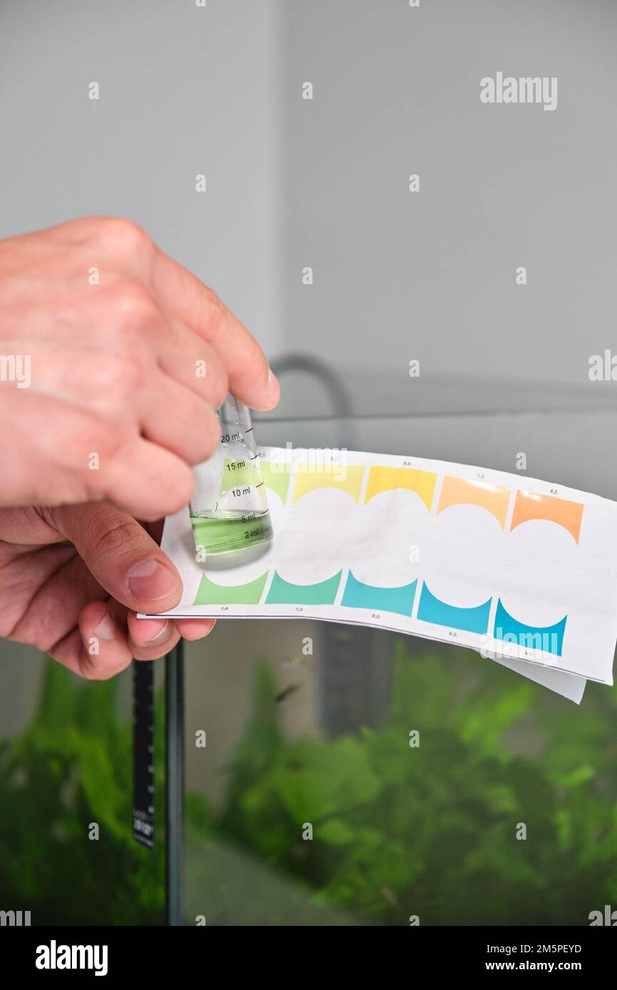 Hands holding neutral pH test in front of freshwater aquarium. Stock Photo