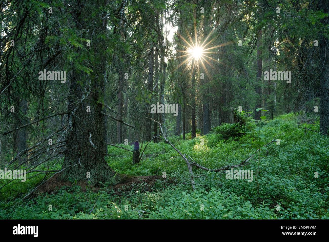 An old-growth summery taiga forest in Närängänvaara near Kuusamo, Northern Finland Stock Photo