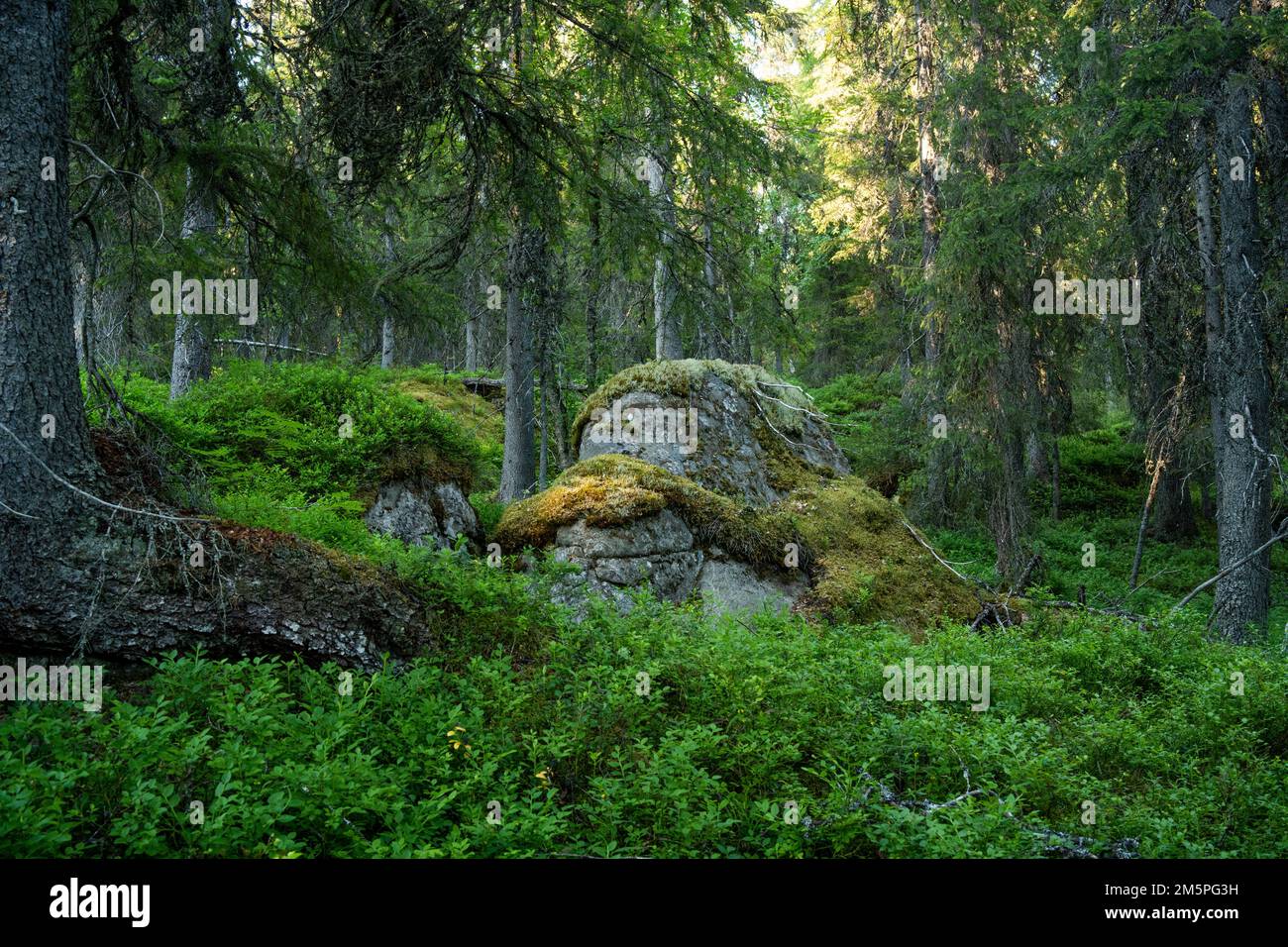 A summery and lush old-growth forest scenery with a large boulder in Närängänvaara near Kuusamo, Northern Finland Stock Photo