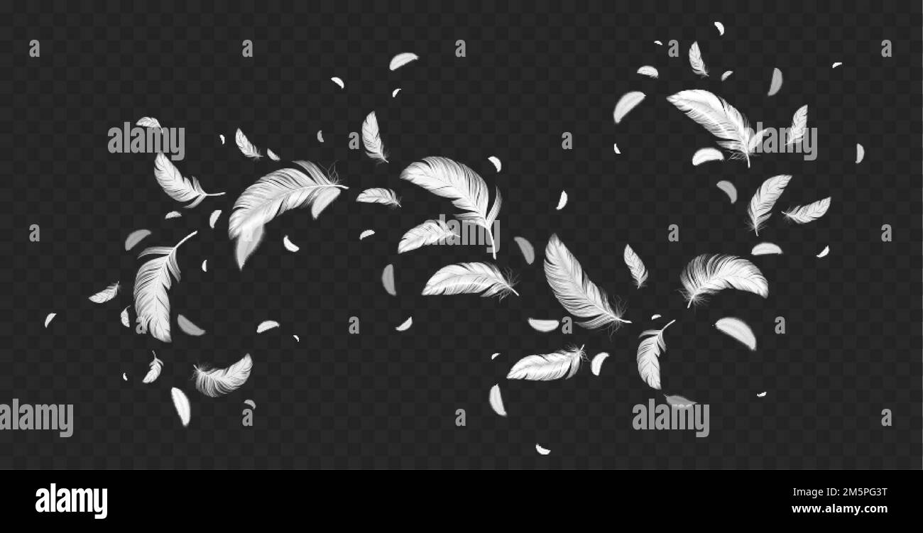Flying white feathers png isolated on transparent background. Realistic