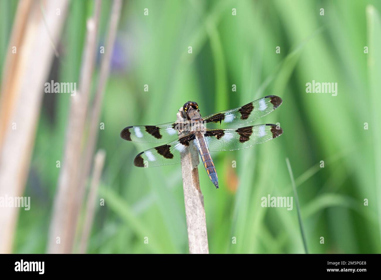 Wings spread open, a twelve-spotted skimmer dragonfly sits on top of a ...